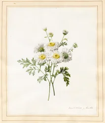Crisantemo Parthenium (Bottoni del Batchelor), 1831